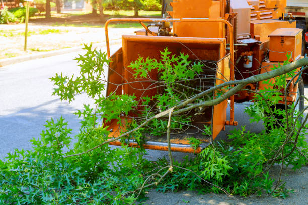 The Steps Involved in Our Tree Care Process in Allison Park, PA